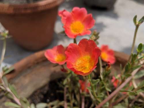 Flower Small Red Gardan Orange Nature