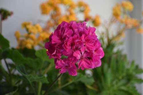 Flower Macro Home Nature Bloom Flora Summer