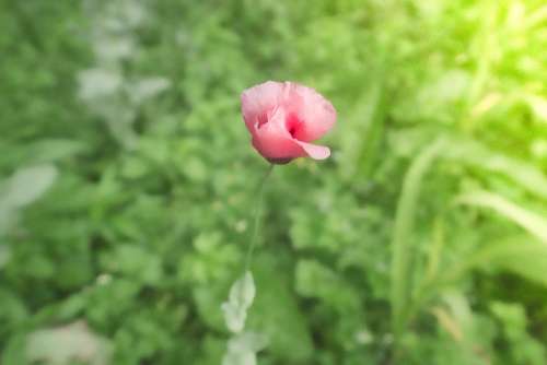 Flower Flower Meadow Nature Meadow Garden Flora