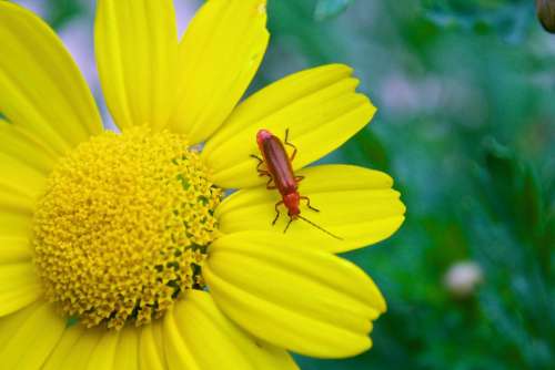 Flower Insect Summer Plant Yellow Colorful Nectar