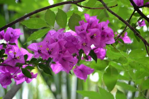 Flower Bougainvillea Nature Flowers Spring Purple