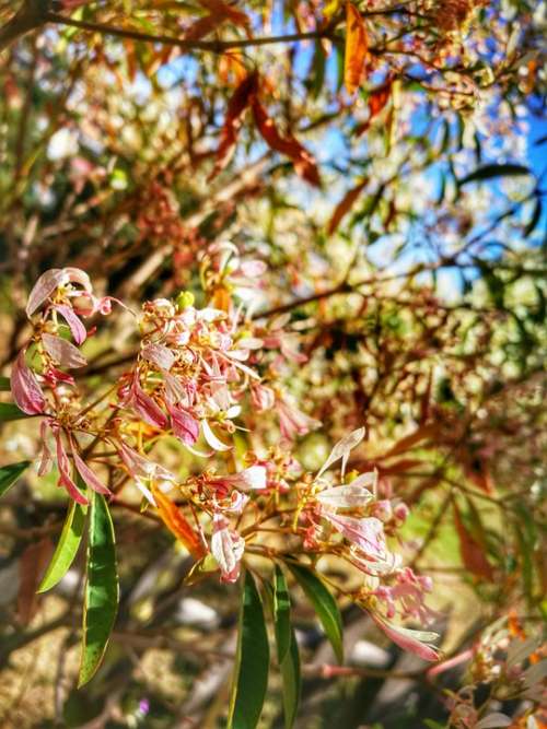 Flower Summer Nature Plants