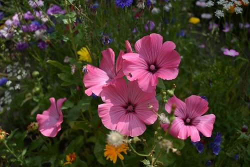 Flower Garden Summer Nature