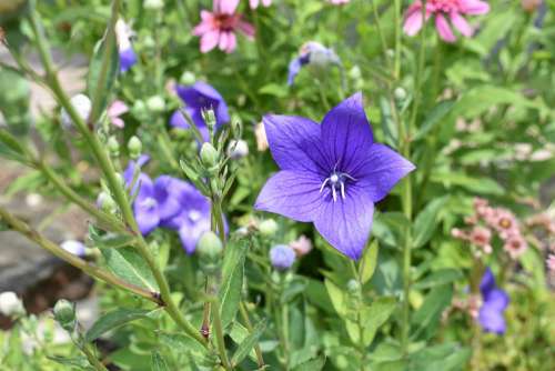 Flower Garden Summer Nature