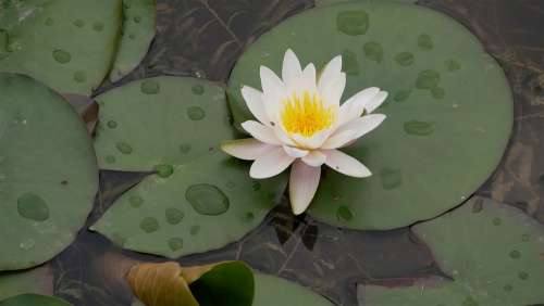 Flower Plant Aroma Water Lily