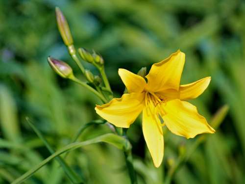 Flower Lily Yellow Plant Green Nature Flora