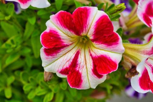 Flower Garden Close Up Petals