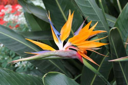 Flower Bird Of Paradise Exotic