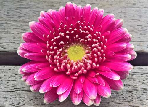 Flower Chrysanthemum Single Bloom Fine Petals Red