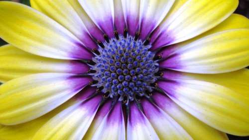 Flower Yellow Purple Floral Beautiful