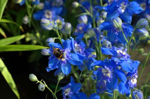 Flower Hummel Summer Garden Plant Nature Insect