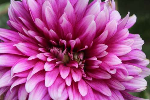 Flower Chrysanthemum Purple Nature