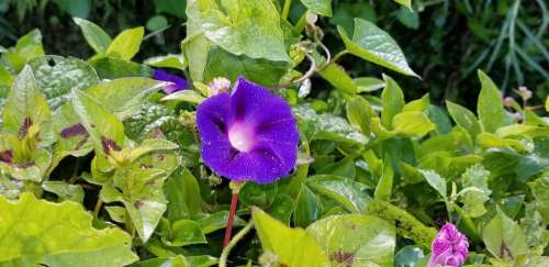 Flower Purple Leaves Bloom Nature Blossom Plant