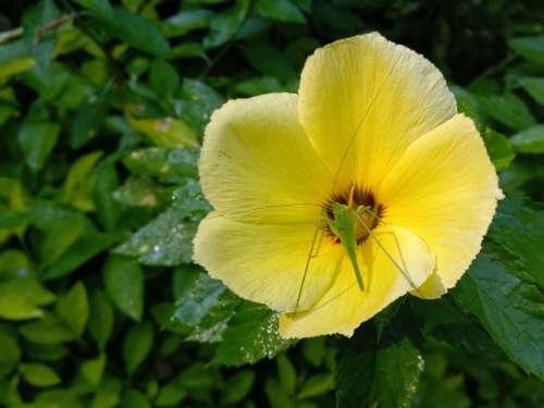 Flower Nature Blossom Plant Flora Yellow Insect