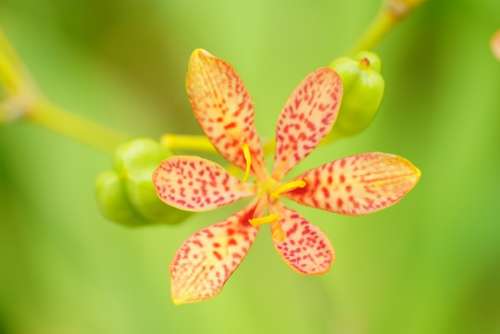 Flower Nature Honey Garden Green Yellow Insect