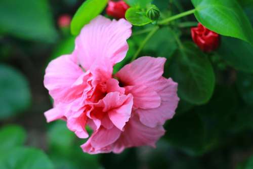 Flower Pink Flower Flower In Vietnam