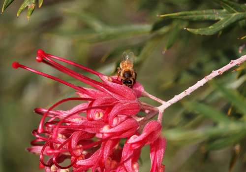 Flower Grevillea Australian Native Shrub Bee