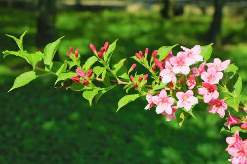Flower Spring Tree Nature Plant Color Beautiful