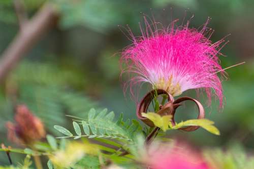 Flower Pink Nature Summer Garden