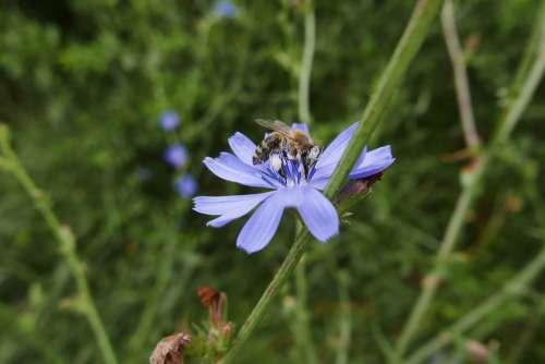 Flower Chicory Bee