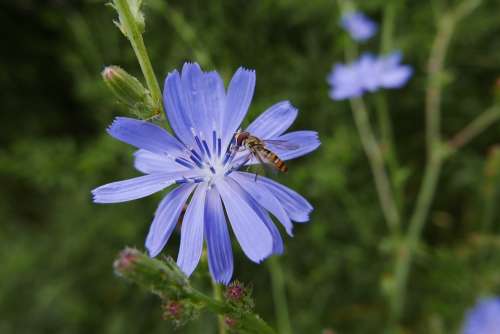 Flower Chicory Pestřenka Wasp