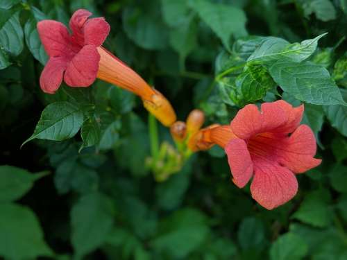 Flower Blossom Nectar Hummingbird Nature Plant