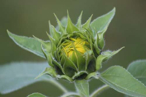 Flower Nature Blossom Bloom Summer Plant