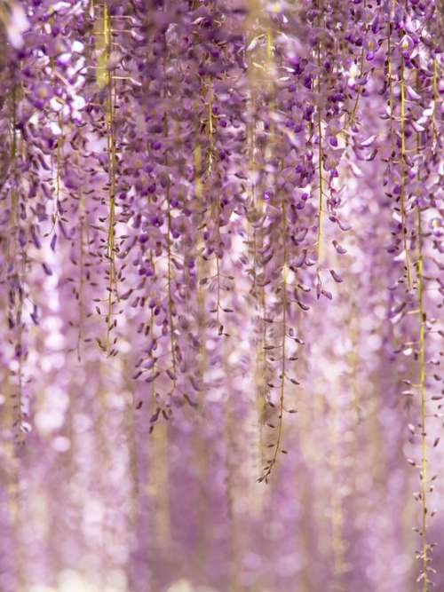 Flowers Wisteria Purple Natural Plant Garden