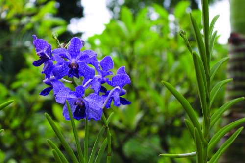 Flowers Garden Purple Blue Spring