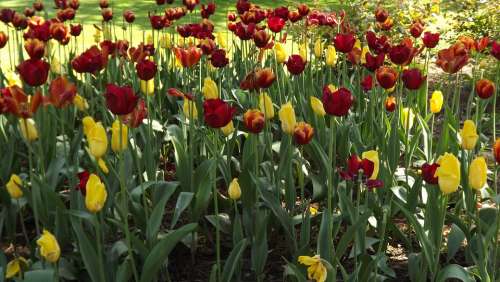 Flowers Tulips Spring Park Nature