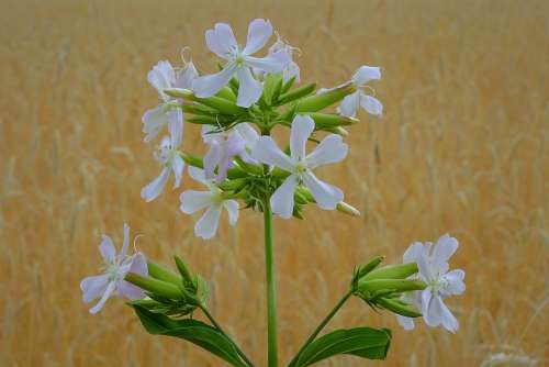 Flowers Field Plant Nature Summer