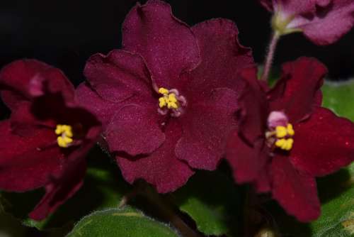 Flowers Violets Beauty Plant