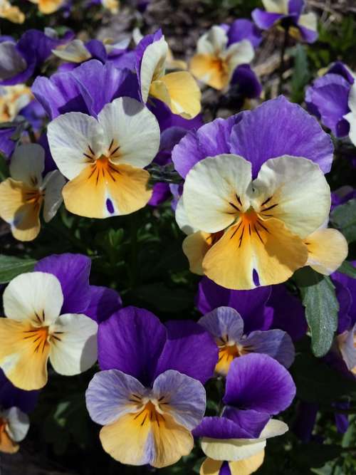 Flowers Spring Plant Bloom Purple Blossom