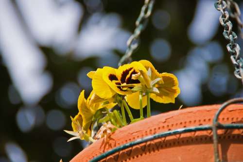 Flowers Vase Detail