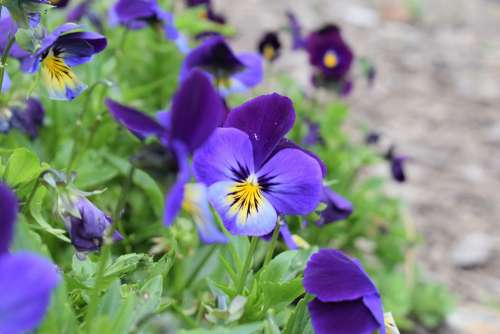 Flowers Purple Nature Petals Flora Bright Violet