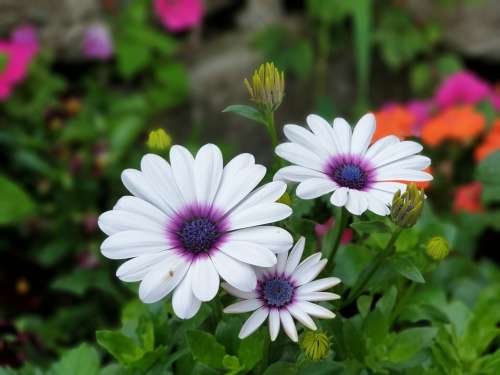 Flowers Plants Nature Summer Petal Floral Beauty