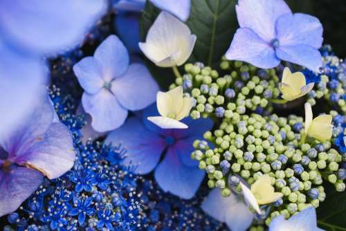 Flowers Blue Purple Pink Blooming Petals Pattern