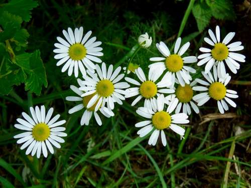 Flowers Daisy Pharmacy Drug Summer Bloom Nature