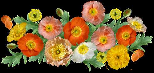 Flowers Poppies Arrangement Cut Out Isolated
