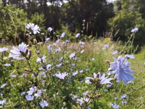 Flowers Blue Fields Nature Bucolic Blur Field