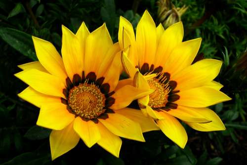 Flowers Yellow Summer Nature Garden Beautiful