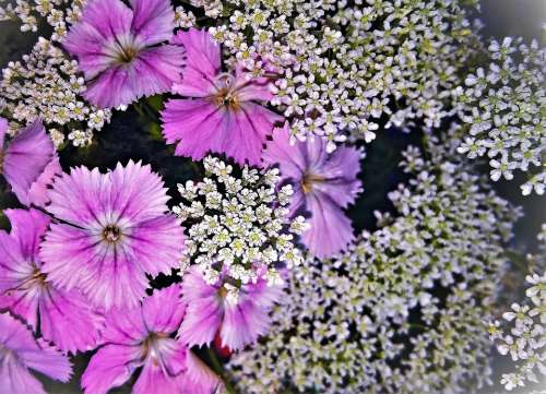 Flowers Bart Cloves Gypsophila Bouquet