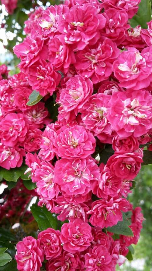 Flowers Pink Nature Plant Spring Beauty Flora