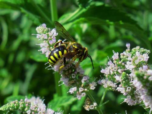Flowers Bee Pollination Spring Plants Insects