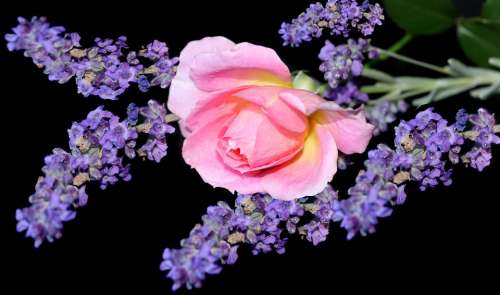 Flowers Lavender Perfume Fragrance Rose Pink