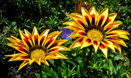 Flowers Colorful Nature The Petals Summer