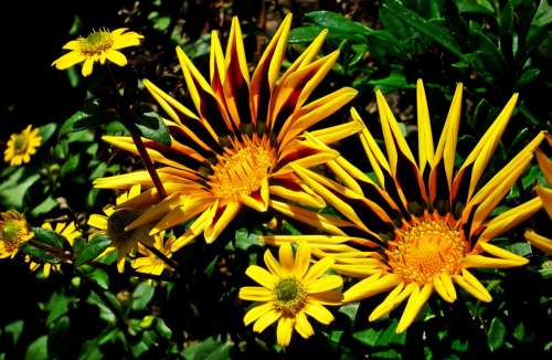 Flowers Colorful Nature The Petals Summer