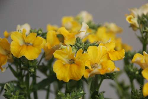 Flowers Yellow Summer Blossom Bloom Garden