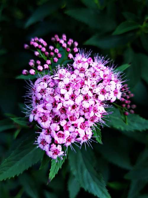 Flowers Pink Nature Macro Beautiful Plant