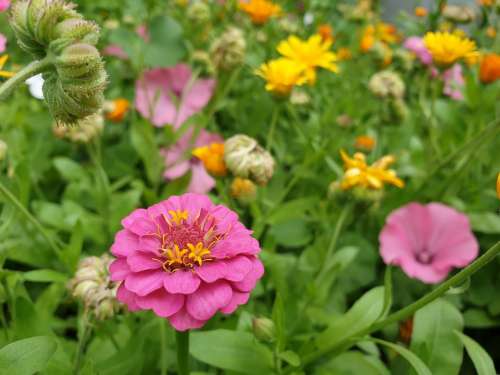 Flowers Nature Bloom Garden Spring Colorful Bed